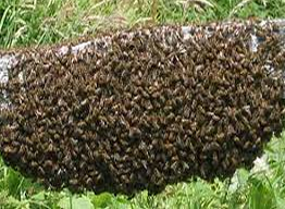 bee-hive-removal-arizona-exterminators-certified-inspectors.fw
