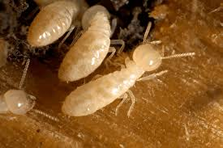 termite inspections scotsdale arizona.fw