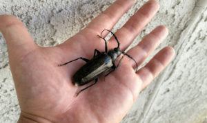 Arizona Beetle
